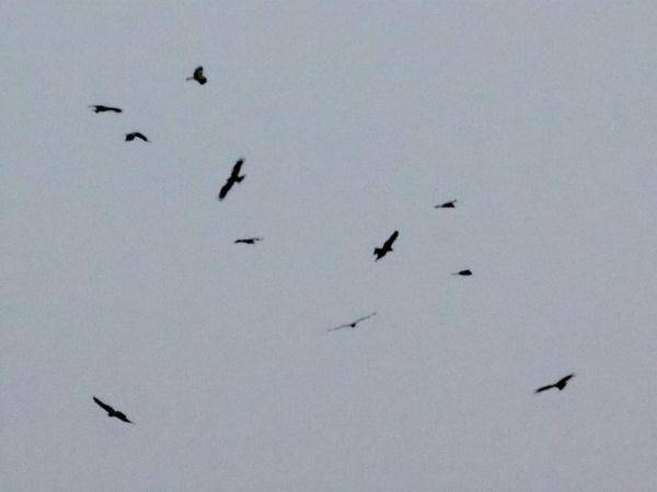 上千只老鹰聚集南京上空盘旋多日，平常单独行动的老鹰为何一起飞