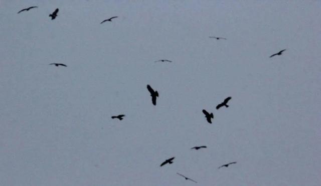上千只老鹰聚集南京上空盘旋多日，平常单独行动的老鹰为何一起飞