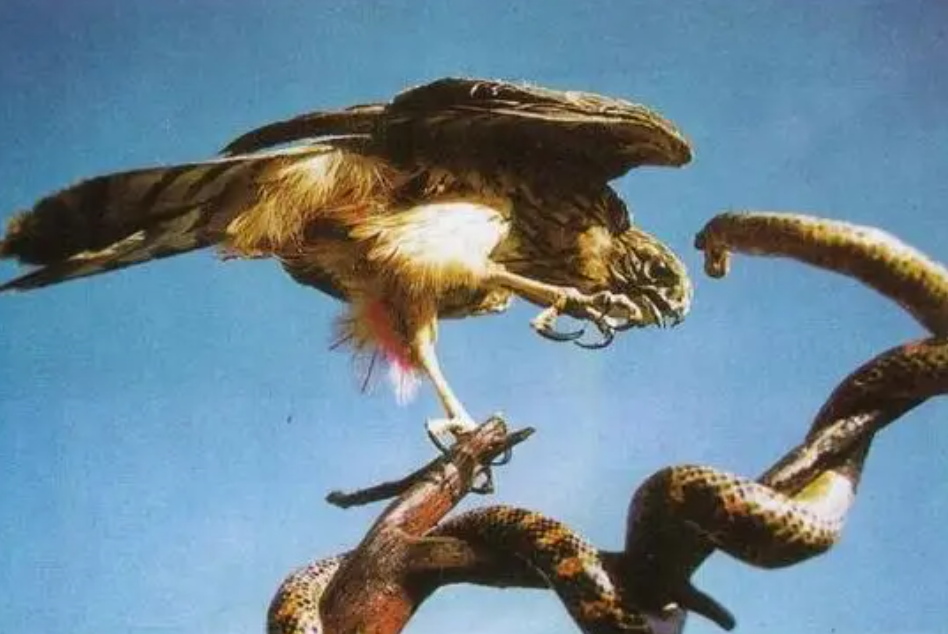 老鹰还能免疫蛇毒？不分品种逮着就吃，毒蛇真的拿老鹰没办法吗？
