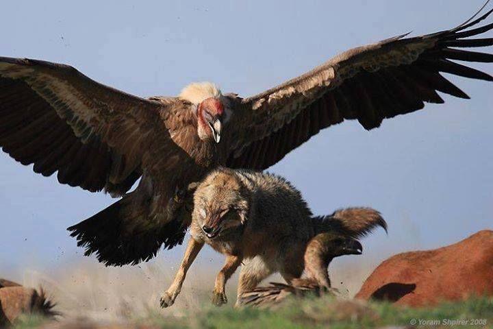 老鹰攻击猎物的10个凶残瞬间，竟敢调戏灰熊，没想到被灰熊连窝端
