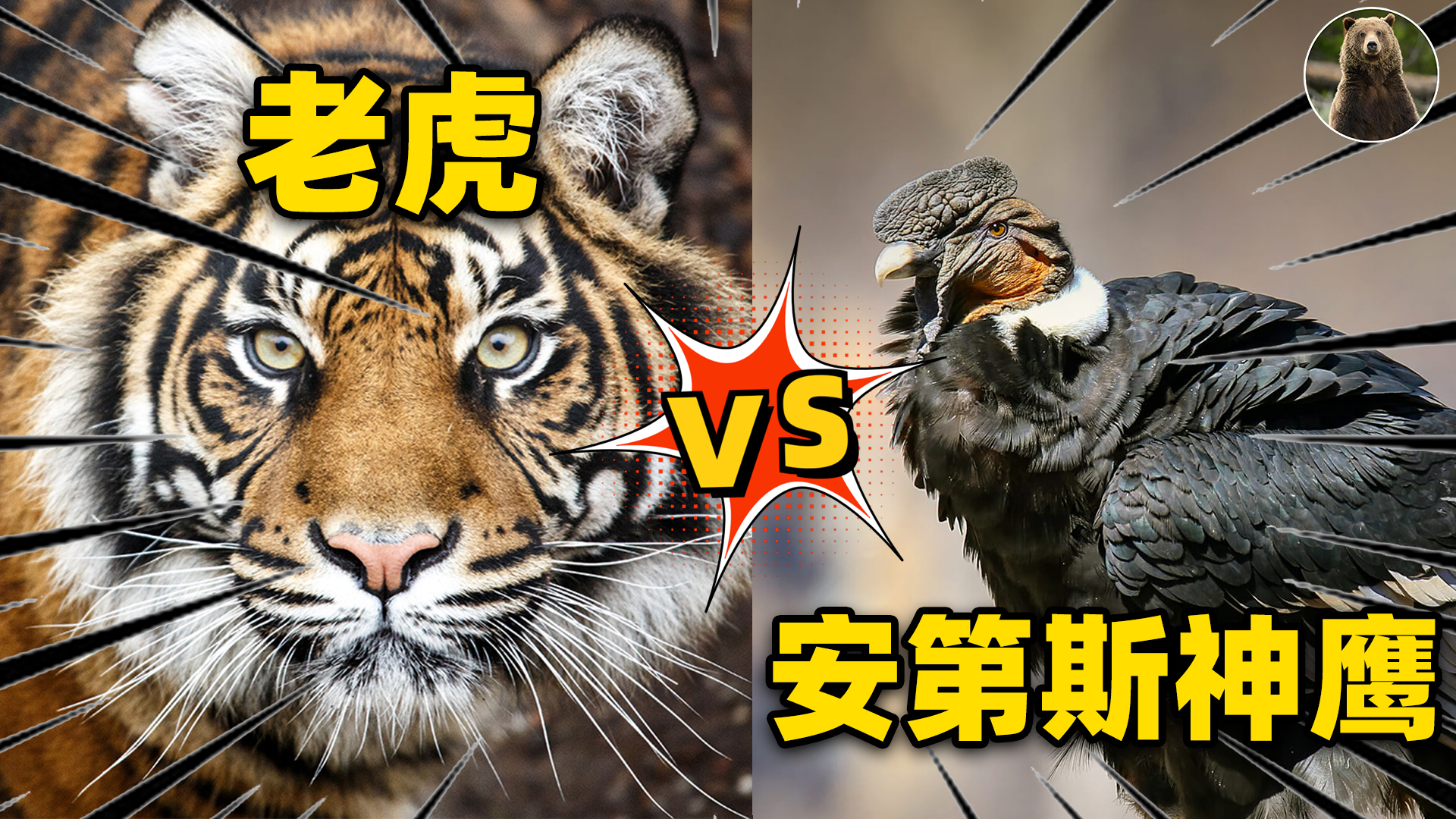 当世界上最大的老鹰遇上老虎，会发生什么？谁的战斗力更强？