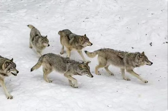 狼群中的狼王通常在什么位置？会走在队伍的末尾殿后吗？