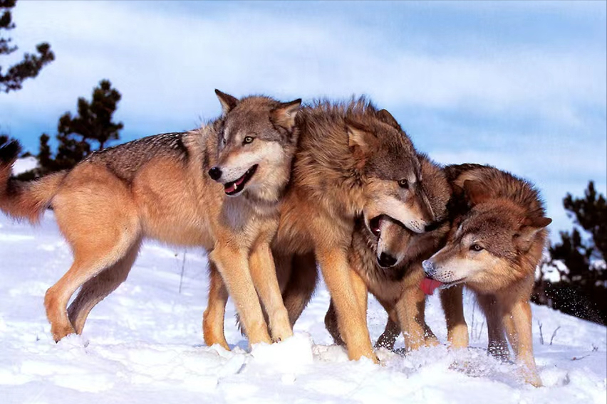 狼群中的狼王通常在什么位置？会走在队伍的末尾殿后吗？
